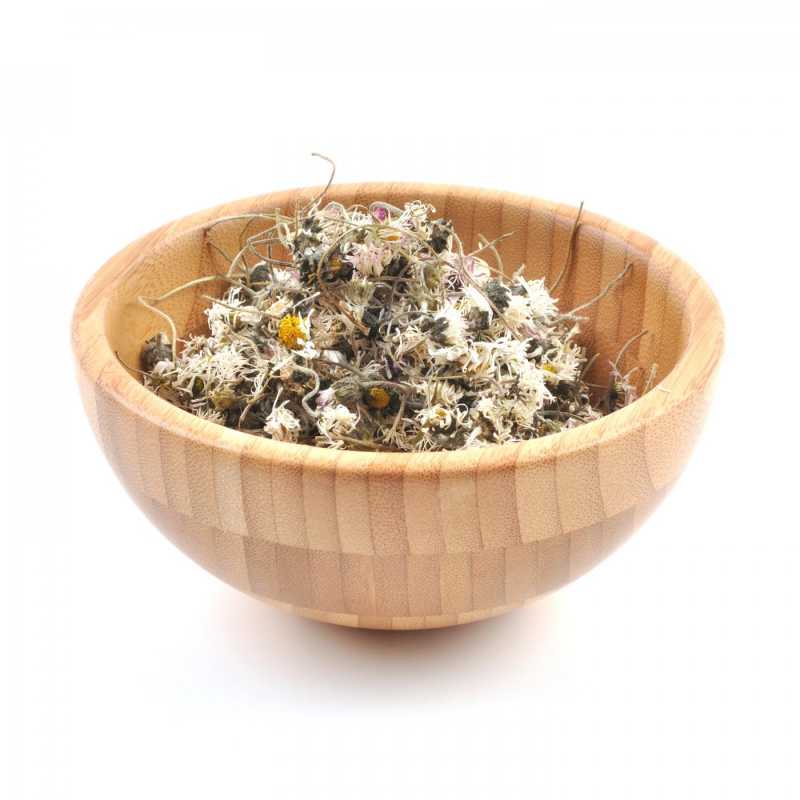 Sedmikráska patří mezi léčivé rostliny. Ve středověku se používala k hojení ran . Obsahuje organické kyseliny, minerální látky a malé množství